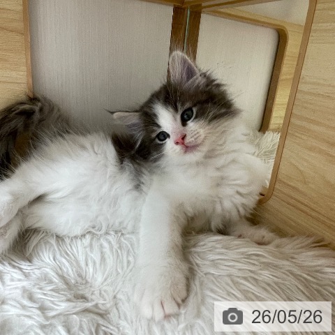 ノルウェージャンフォレストキャットの写真