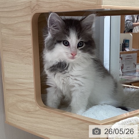 ノルウェージャンフォレストキャットの写真