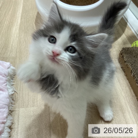 ノルウェージャンフォレストキャットの写真