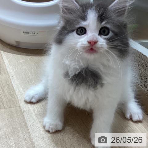 ノルウェージャンフォレストキャットの写真