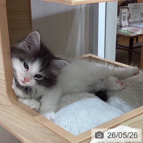 ノルウェージャンフォレストキャットの写真