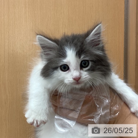 ノルウェージャンフォレストキャットの写真