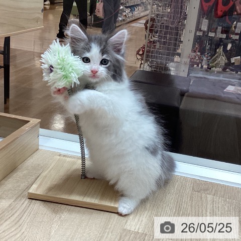 ノルウェージャンフォレストキャットの写真