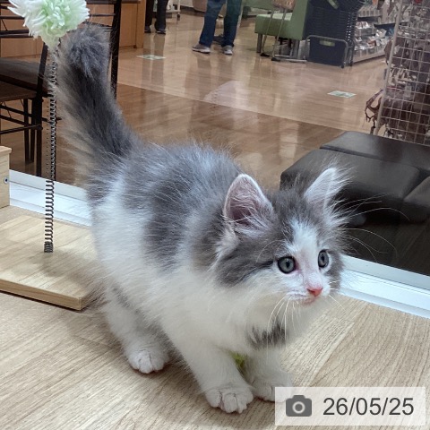 ノルウェージャンフォレストキャットの写真