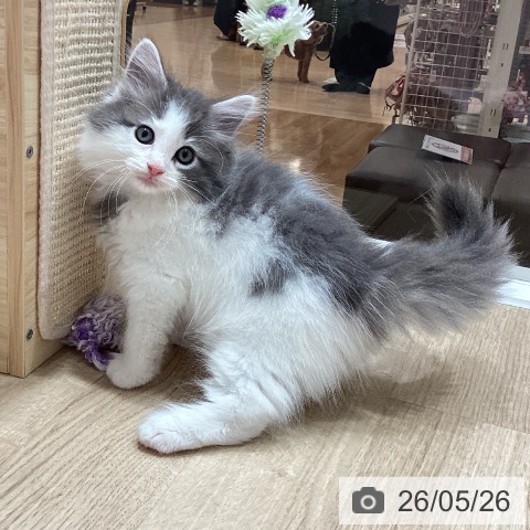 ノルウェージャンフォレストキャットの写真