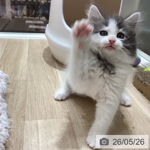 ノルウェージャンフォレストキャットの写真