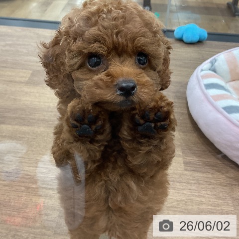 埼玉県のトイプードル(トイ) (ペッツワン 吉川美南店/2026年3月27日生まれ/男の子/レッド)の子犬の4枚目の画像