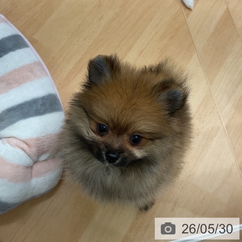 千葉県のポメラニアン (ペットプラス 成田店/2026年3月29日生まれ/男の子/オレンジ)の子犬の4枚目の画像