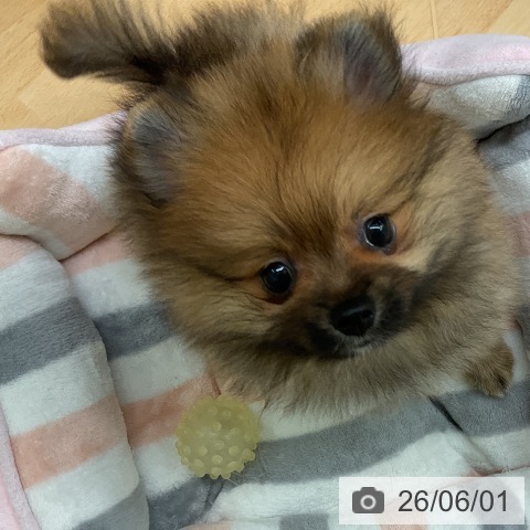 千葉県のポメラニアン (ペットプラス 成田店/2026年3月29日生まれ/男の子/オレンジ)の子犬の3枚目の画像