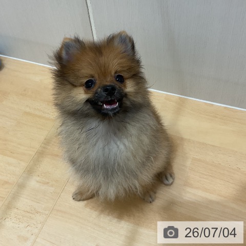 千葉県のポメラニアン (ペットプラス 成田店/2026年3月29日生まれ/男の子/オレンジ)の子犬の3枚目の画像