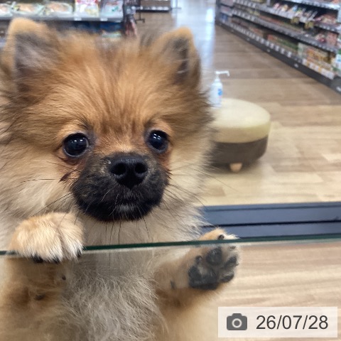 茨城県のポメラニアン (ペッツワン つくば店/2026年3月29日生まれ/男の子/オレンジ)の子犬の4枚目の画像