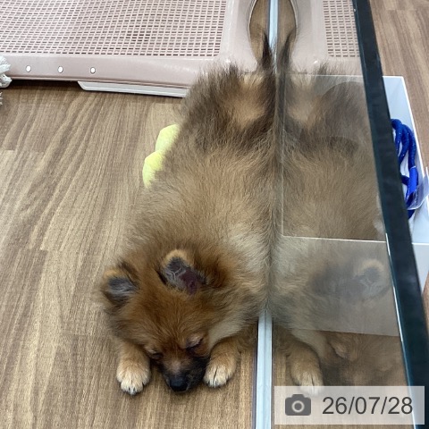 茨城県のポメラニアン (ペッツワン つくば店/2026年3月29日生まれ/男の子/オレンジ)の子犬の3枚目の画像