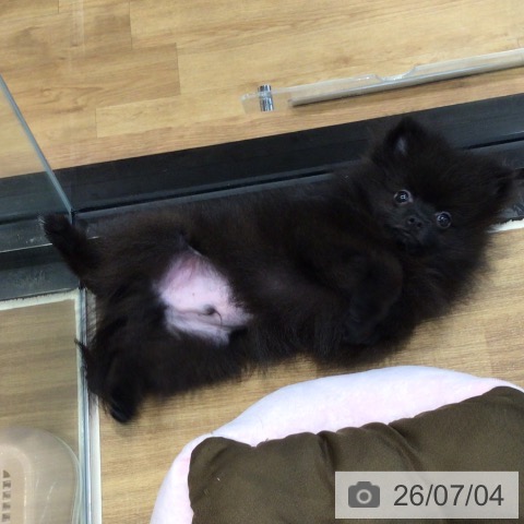 埼玉県のポメラニアン (ペッツワン 新座店/2026年3月29日生まれ/男の子/ブラック)の子犬の4枚目の画像