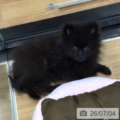 埼玉県のポメラニアン (ペッツワン 新座店/2026年3月29日生まれ/男の子/ブラック)の子犬の3枚目の画像