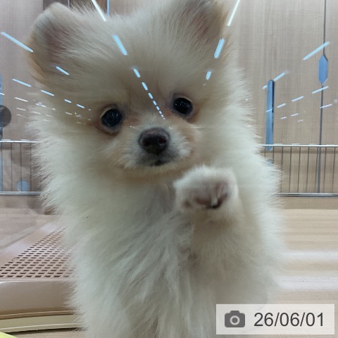 ポメラニアンの写真