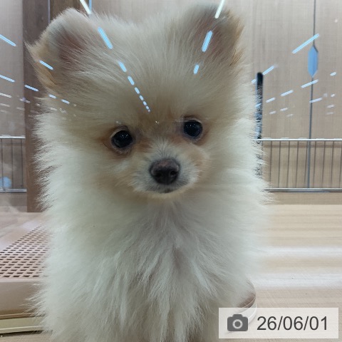 ポメラニアンの写真