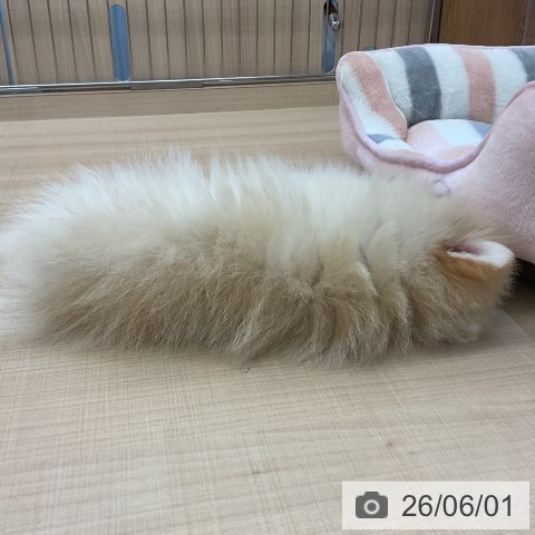 ポメラニアンの写真