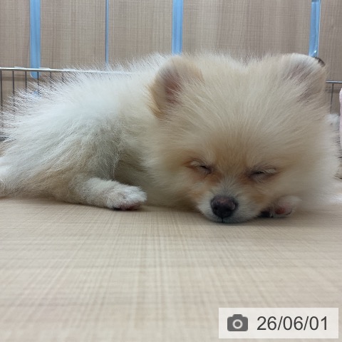 ポメラニアンの写真