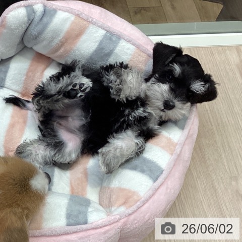 ミニチュア・シュナウザーの写真