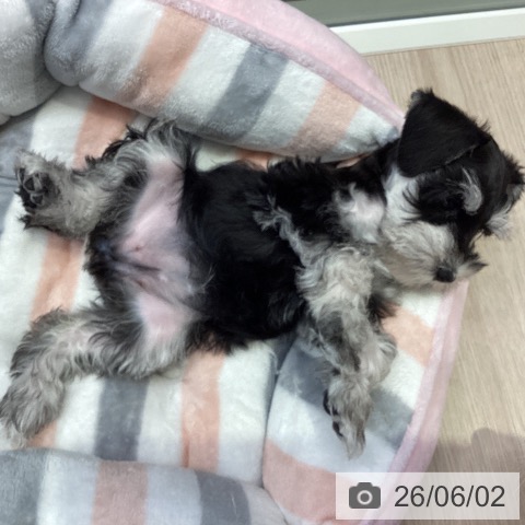ミニチュア・シュナウザーの写真