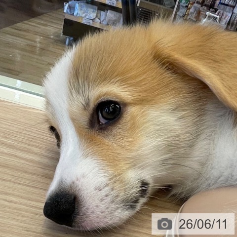 千葉県のウェルシュコーギーペンブローク (ペットプラス 幕張新都心店/2026年4月1日生まれ/男の子/レッドホワイト)の子犬の3枚目の画像