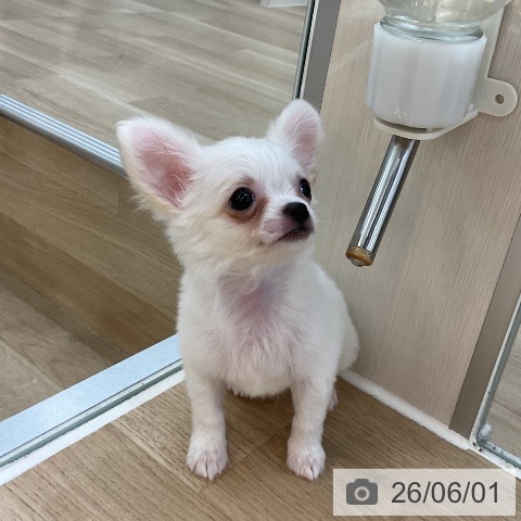 チワワの写真