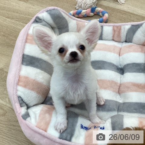 チワワの写真