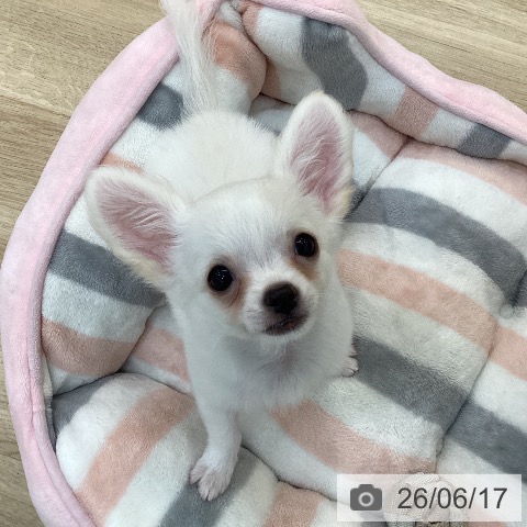 チワワの写真