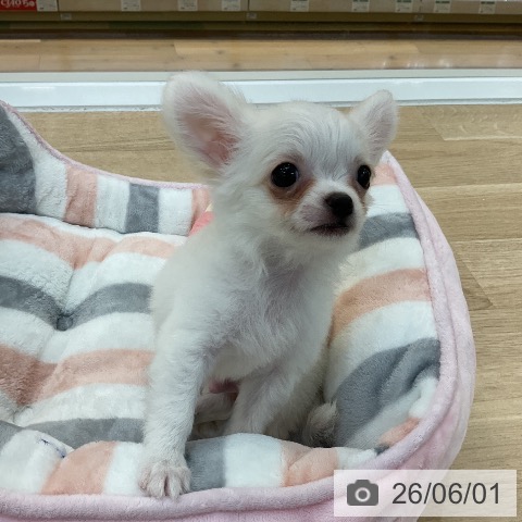 チワワの写真