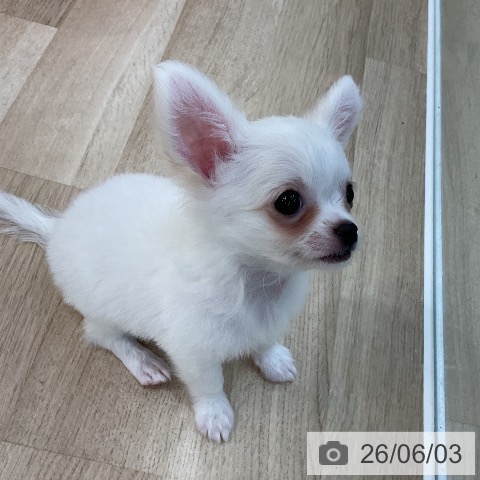 チワワの写真