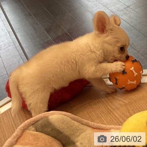 チワワの写真