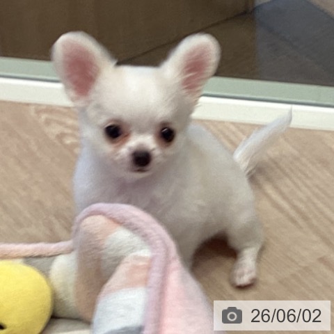チワワの写真