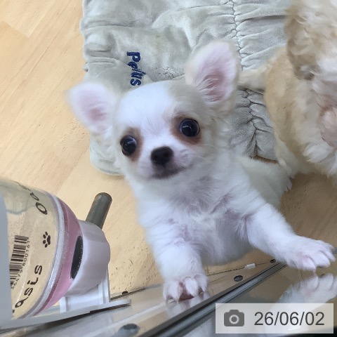 チワワの写真
