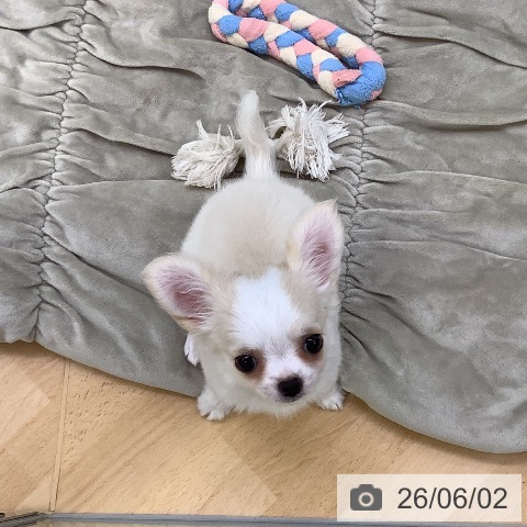 チワワの写真