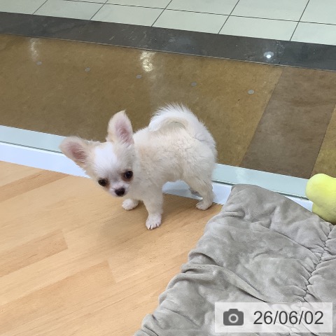 チワワの写真
