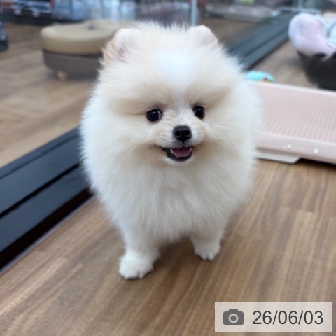 ポメラニアンの写真