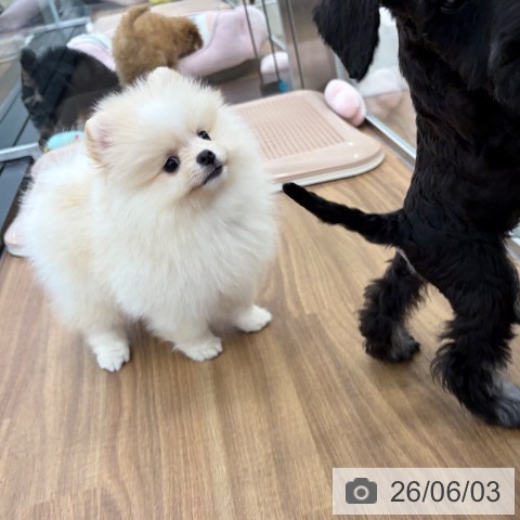 ポメラニアンの写真
