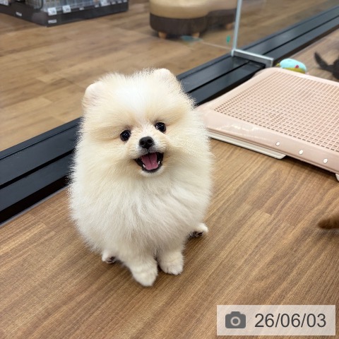 ポメラニアンの写真