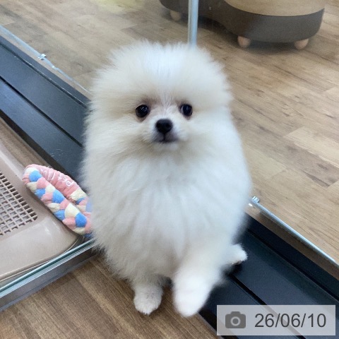 茨城県のポメラニアン (ペッツワン つくば店/2026年4月1日生まれ/男の子/クリームホワイト)の子犬の4枚目の画像