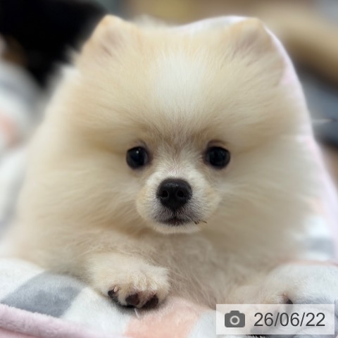 茨城県のポメラニアン (ペッツワン つくば店/2026年4月1日生まれ/男の子/クリームホワイト)の子犬の4枚目の画像