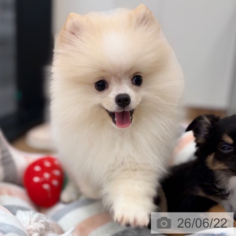 茨城県のポメラニアン (ペッツワン つくば店/2026年4月1日生まれ/男の子/クリームホワイト)の子犬の3枚目の画像