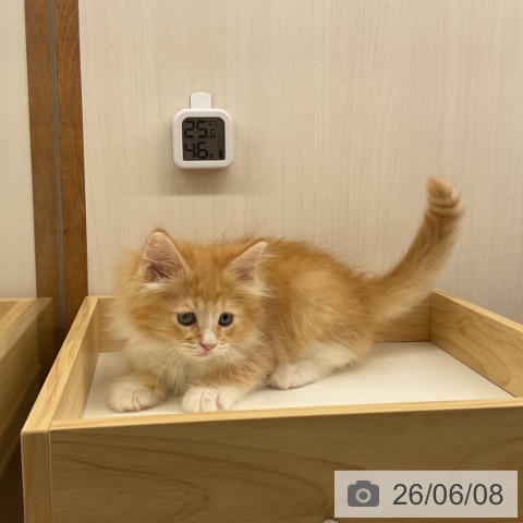 ノルウェージャンフォレストキャットの写真