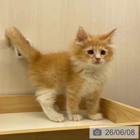 ノルウェージャンフォレストキャットの写真
