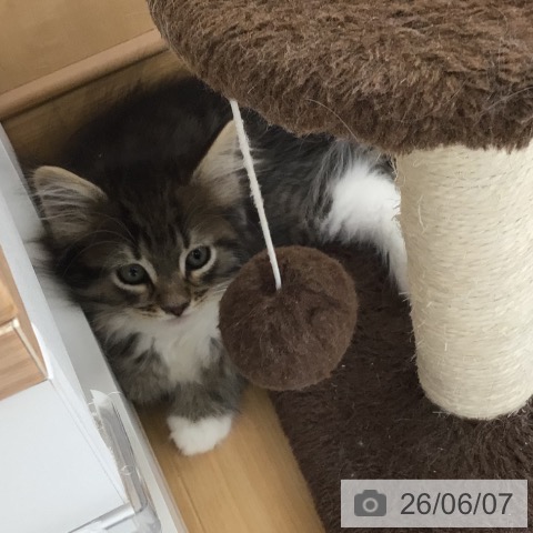 ノルウェージャンフォレストキャットの写真