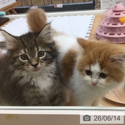 青森県のノルウェージャンフォレストキャット (ペットプラス 青森浜田店/2026年3月31日生まれ/女の子/ブラウンマッカレルタビーホワイト)の子猫の4枚目の画像