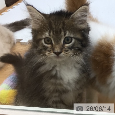青森県のノルウェージャンフォレストキャット (ペットプラス 青森浜田店/2026年3月31日生まれ/女の子/ブラウンマッカレルタビーホワイト)の子猫の3枚目の画像