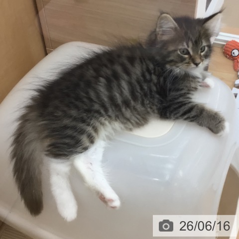 青森県のノルウェージャンフォレストキャット (ペットプラス 青森浜田店/2026年3月31日生まれ/女の子/ブラウンマッカレルタビーホワイト)の子猫の3枚目の画像