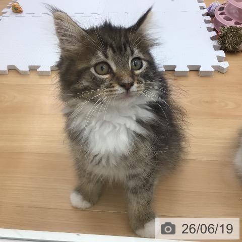 青森県のノルウェージャンフォレストキャット (ペットプラス 青森浜田店/2026年3月31日生まれ/女の子/ブラウンマッカレルタビーホワイト)の子猫の4枚目の画像