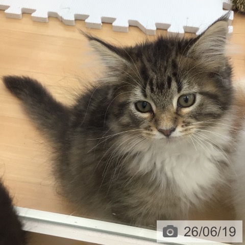 青森県のノルウェージャンフォレストキャット (ペットプラス 青森浜田店/2026年3月31日生まれ/女の子/ブラウンマッカレルタビーホワイト)の子猫の3枚目の画像