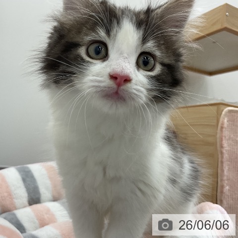 ノルウェージャンフォレストキャットの写真